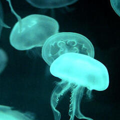 Blue-green jellyfish on a black background.